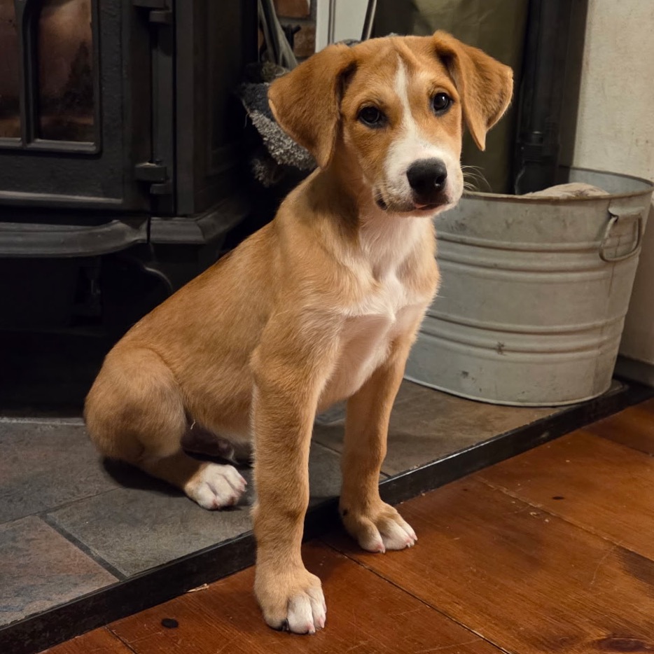 NY Jeffery (Foster in Brewster NY)