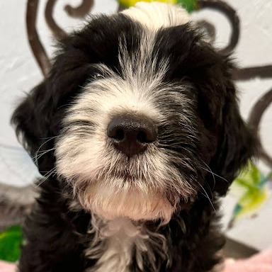 HARVEY - Sheep Dog / Poodle available for adoption