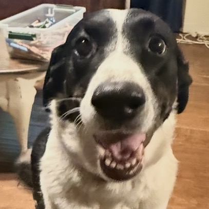Dolly photo