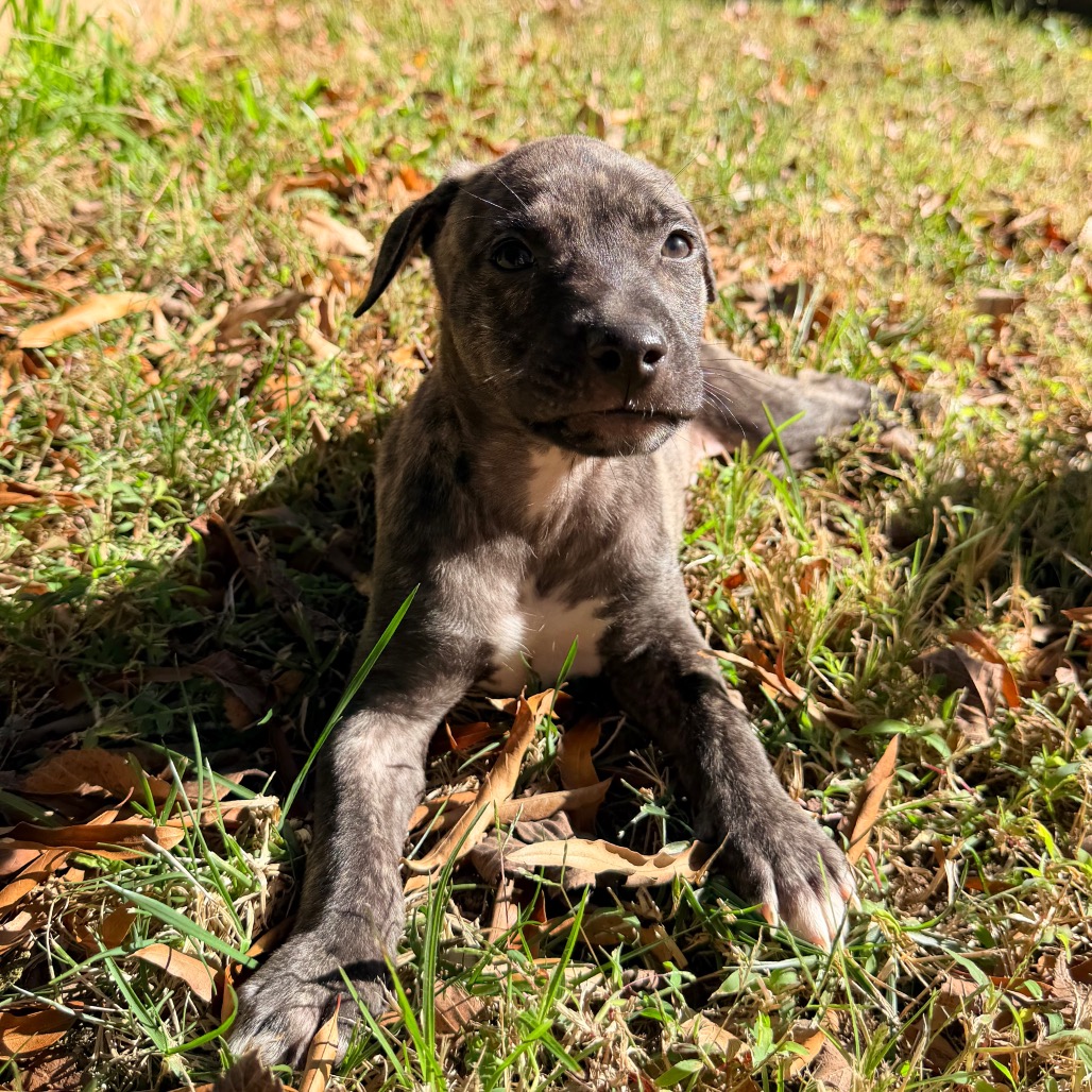 Rolo, photo 12