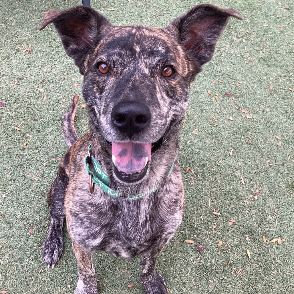 PAPAS - Terrier / American Staffordshire available for adoption