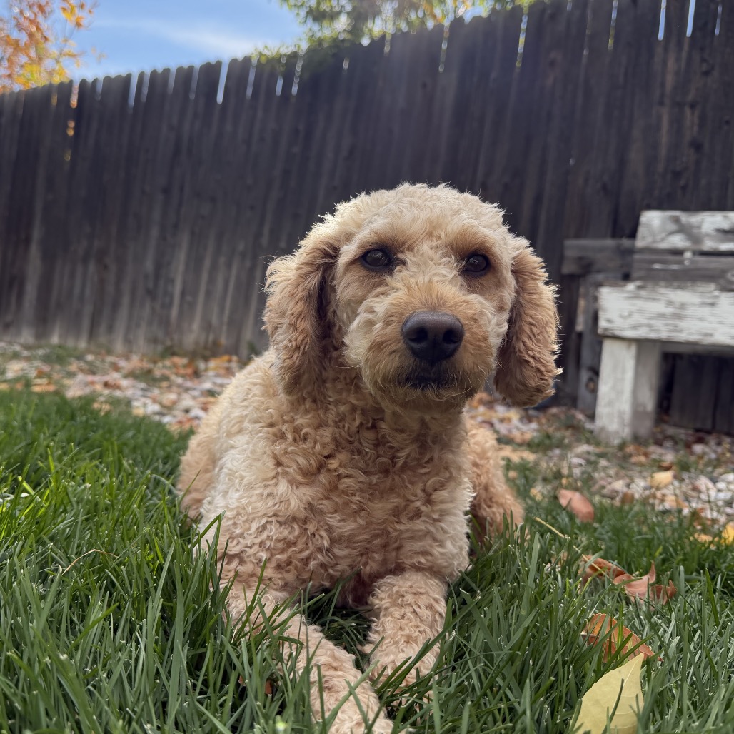 Jenny, Mixed Breed (Small)/Retriever, Golden