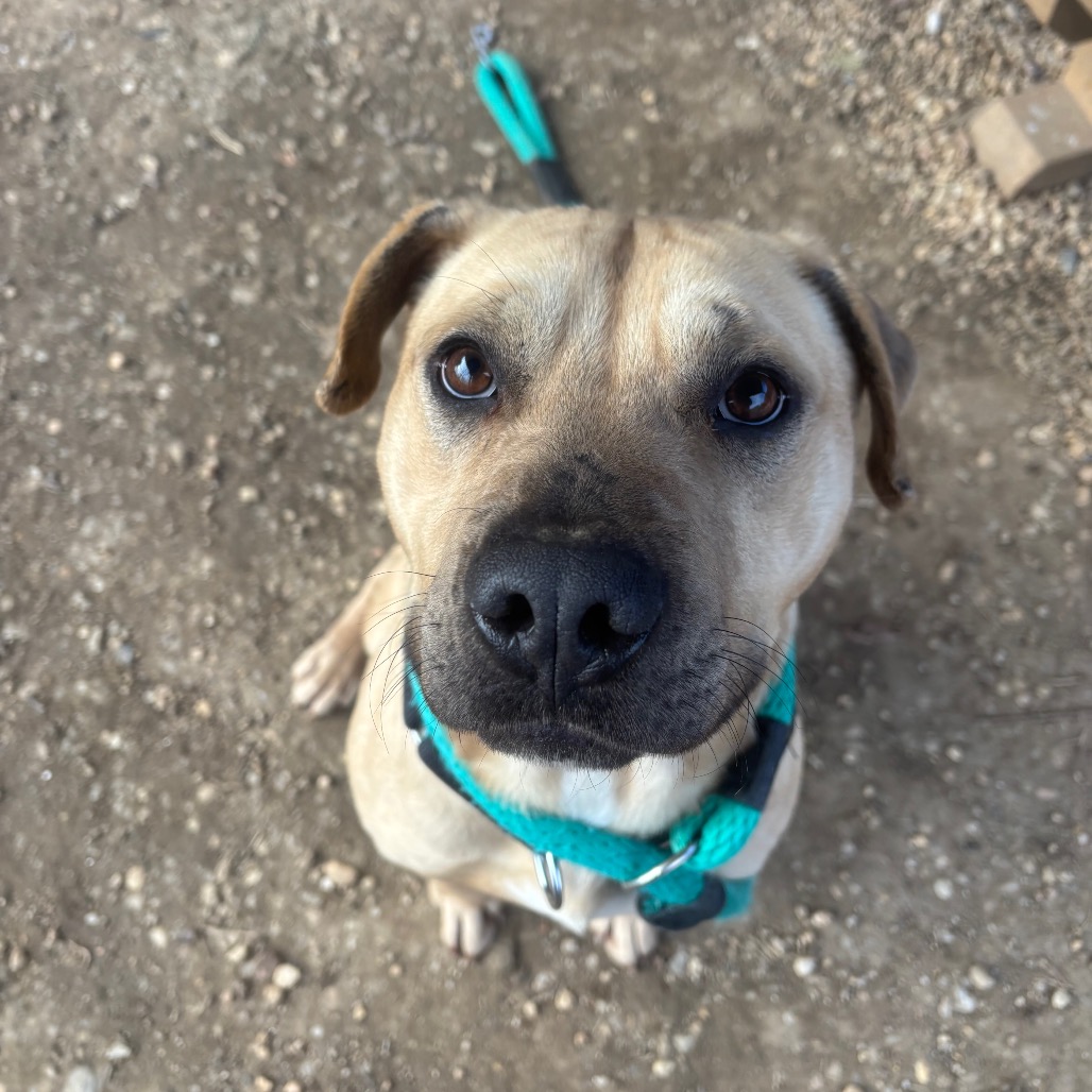 Buck — thumbnail 3