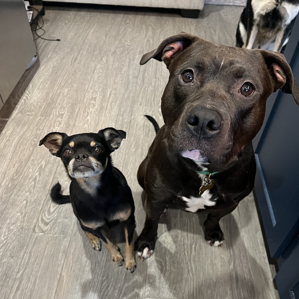 Creed--In Foster***ADOPTION PENDING***, photo 18
