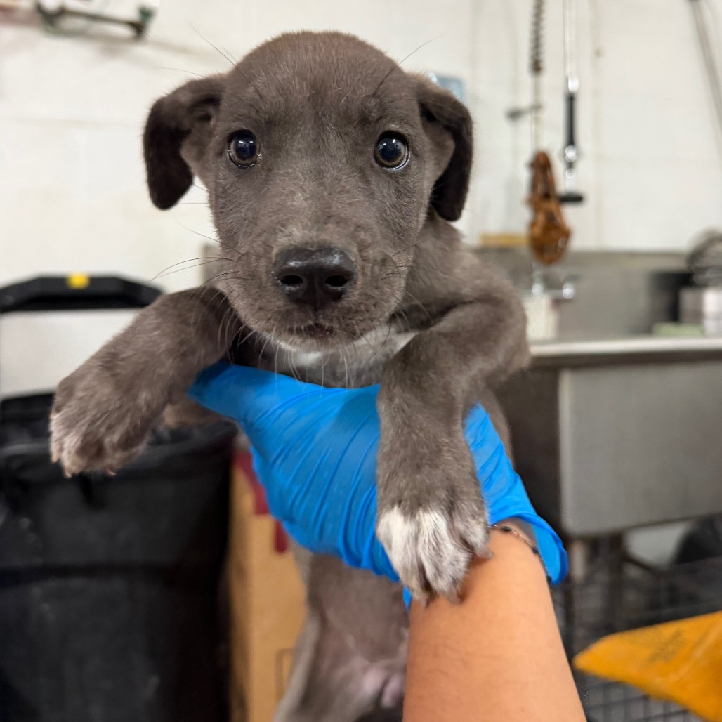 Photo of Karen, available for adoption at PVAS