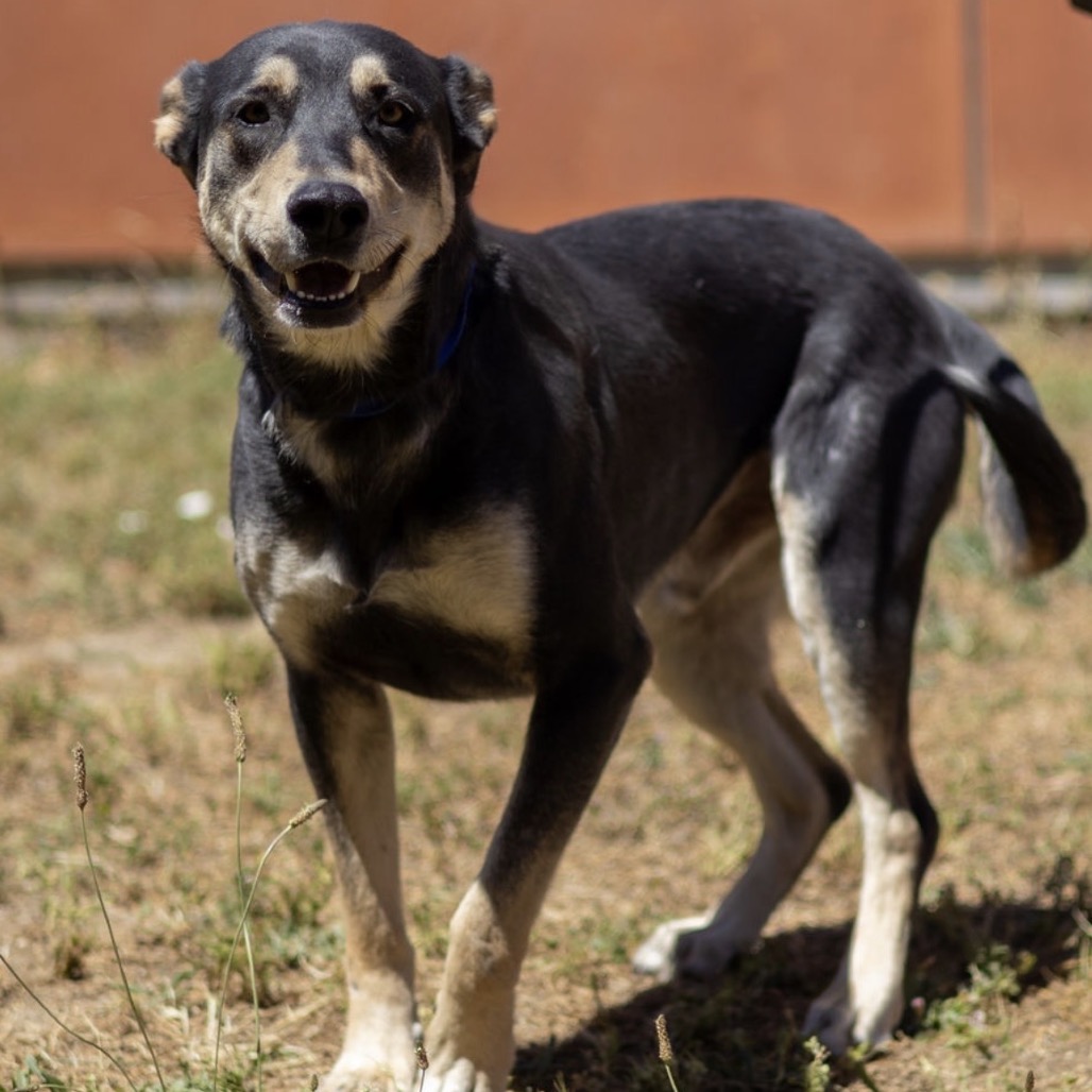 Kennel#23(Maxie)'s preview photo