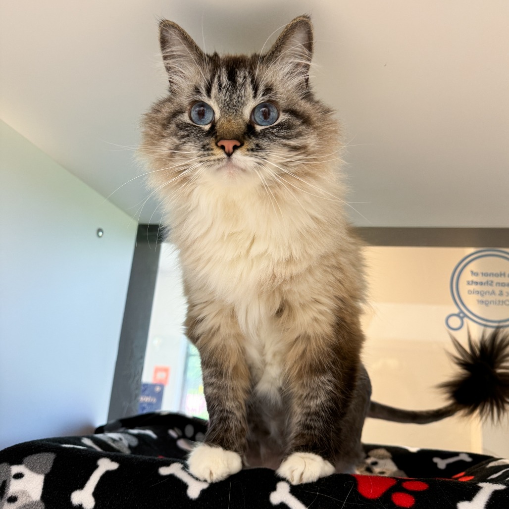 Nimbus