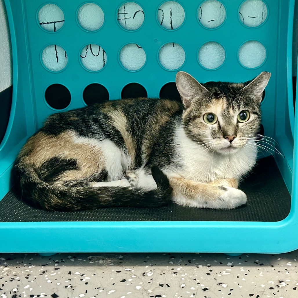 DALIA - Domestic Shorthair available for adoption
