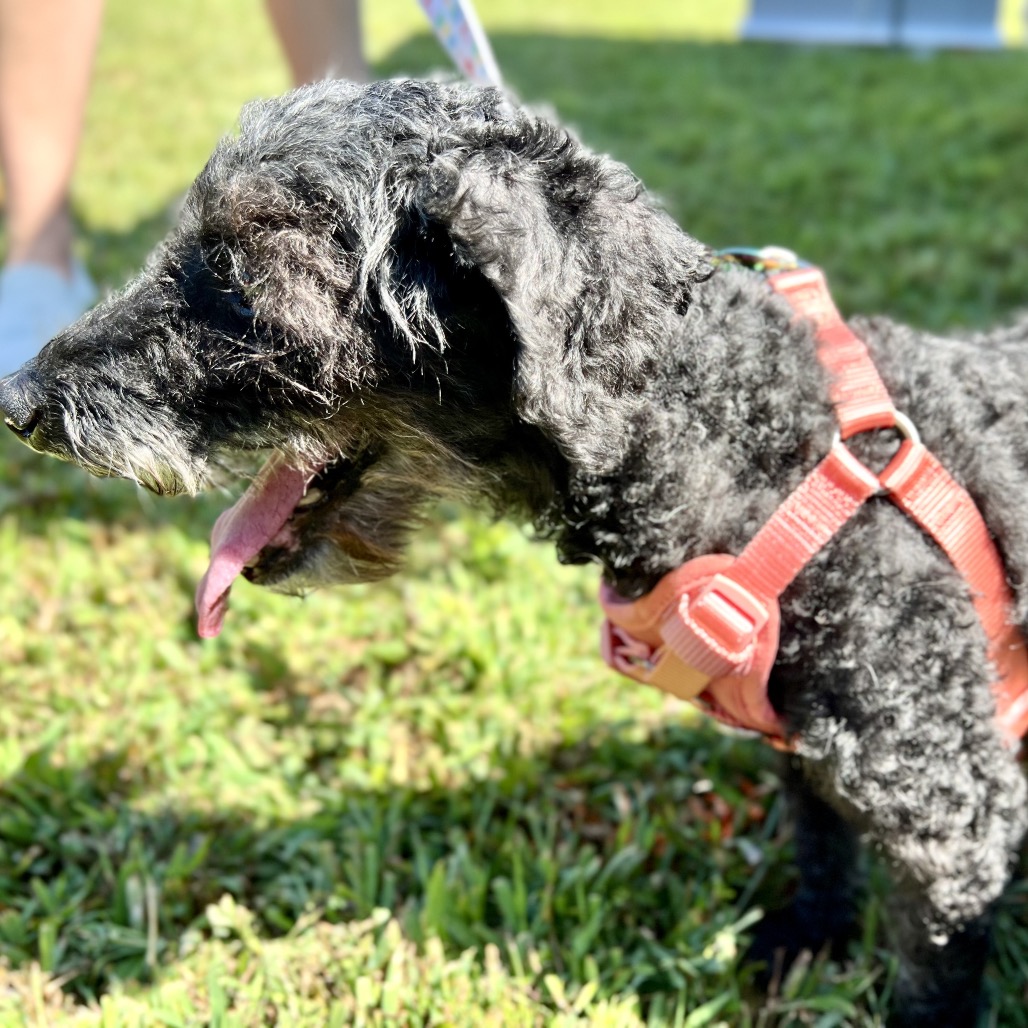 Willow (Whoopie), photo 12