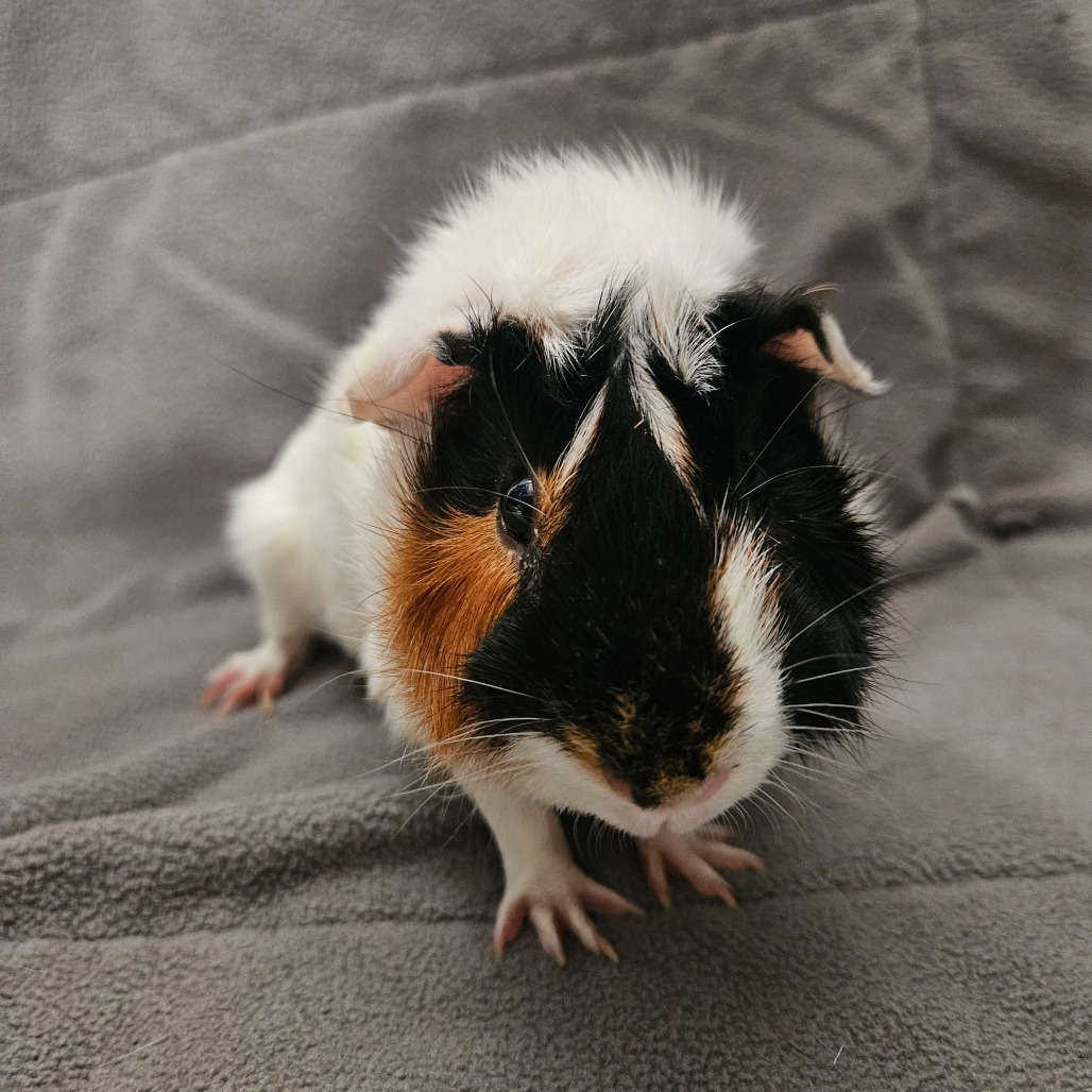 Bean, photo 2