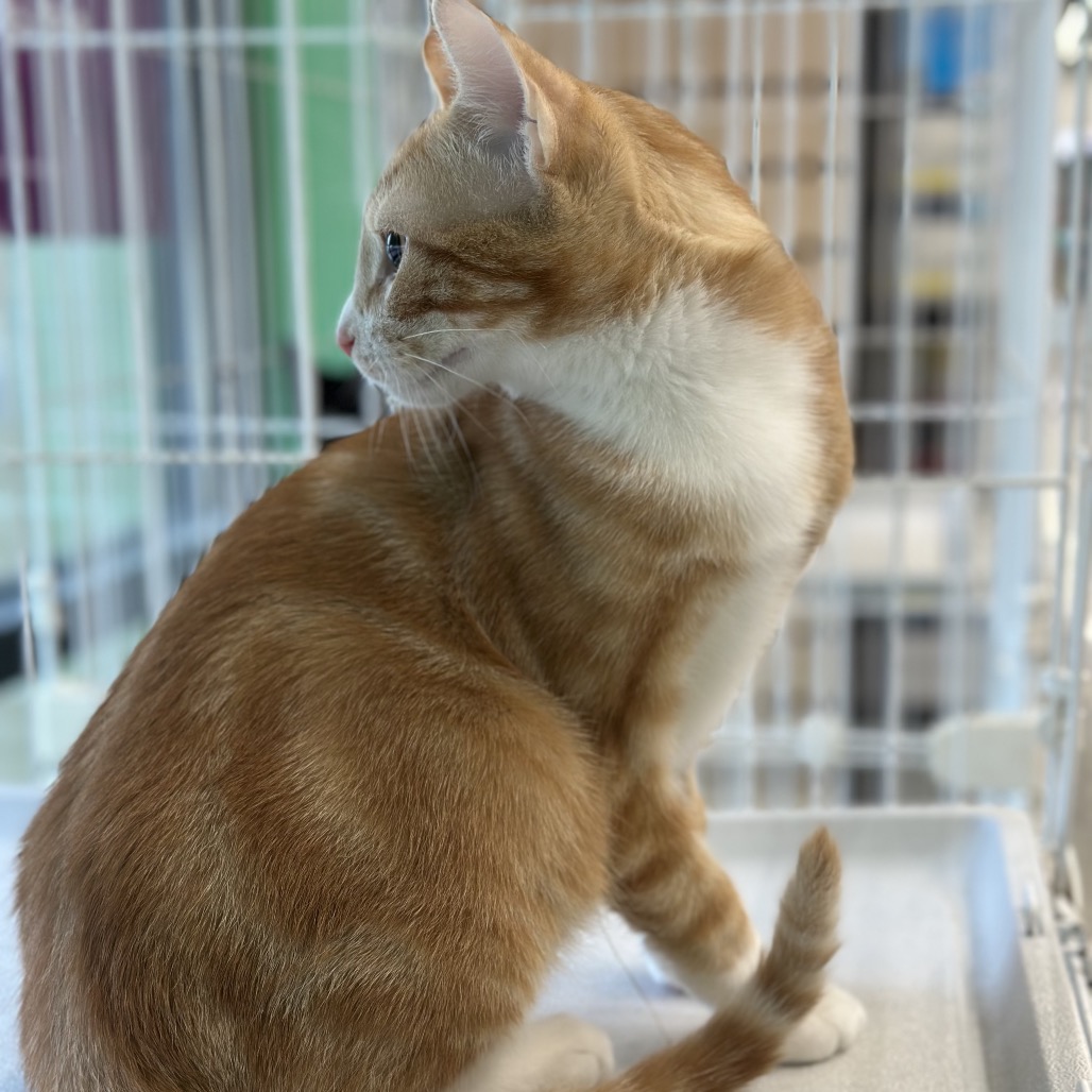 Gordy — thumbnail 5