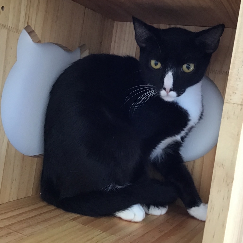 Yakko - Domestic Shorthair