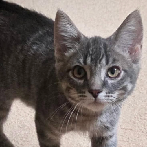 Bellamy, adopted