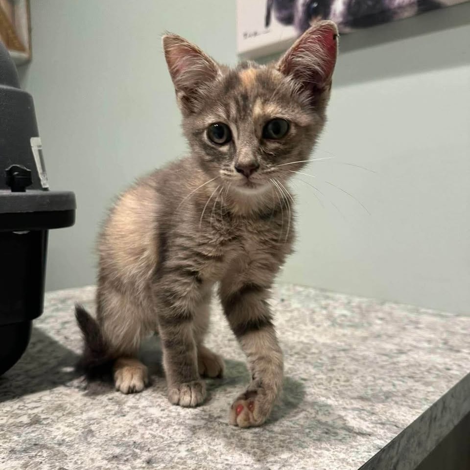 KIKI - Domestic Shorthair available for adoption