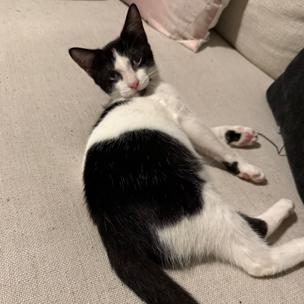TRISHA - Domestic Shorthair available for adoption