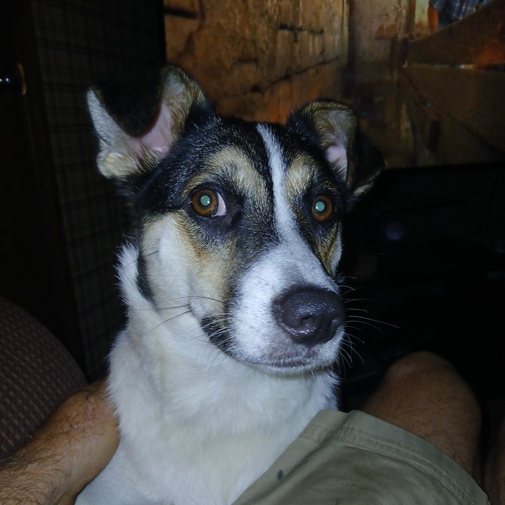 Lilo, a Collie, Border
