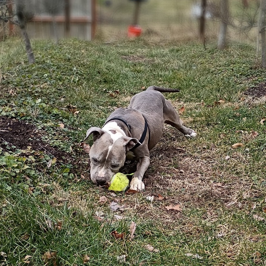 Nitro Nelly is available for adoption at CARE - Center for Animal ...