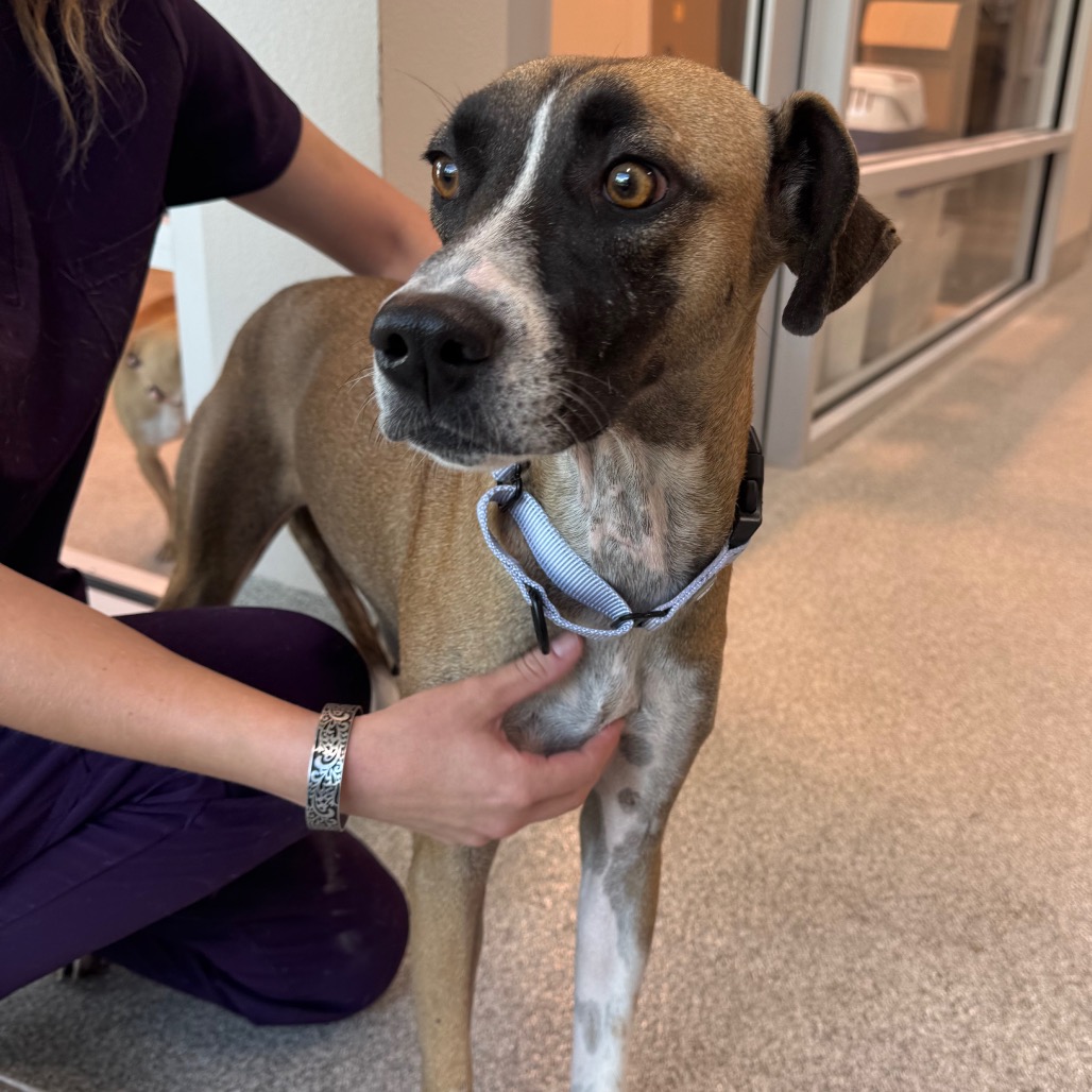 Black Mouth Cur