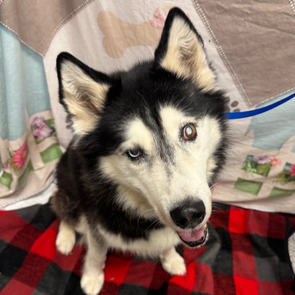 BUDDY - Husky / Siberian available for adoption
