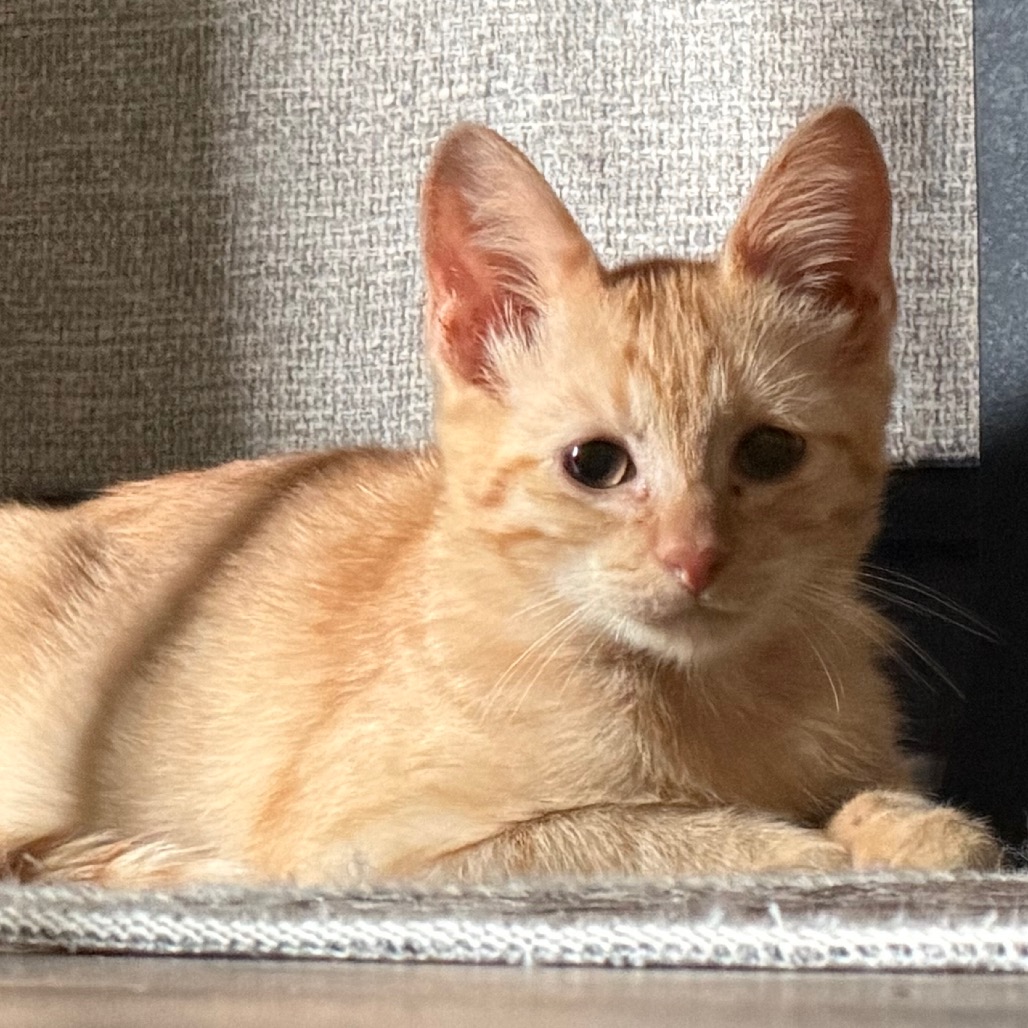 ARIEL - Domestic Shorthair available for adoption