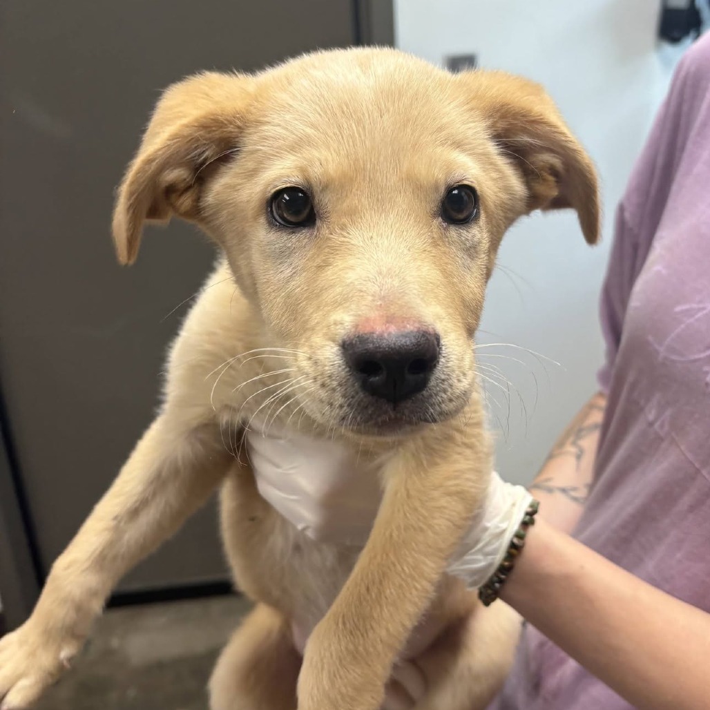 PEETA - Retriever, Labrador / Retriever, Golden available for adoption
