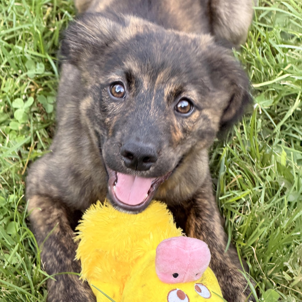 JUPITER - Shepherd, Australian / Hound, Plott available for adoption
