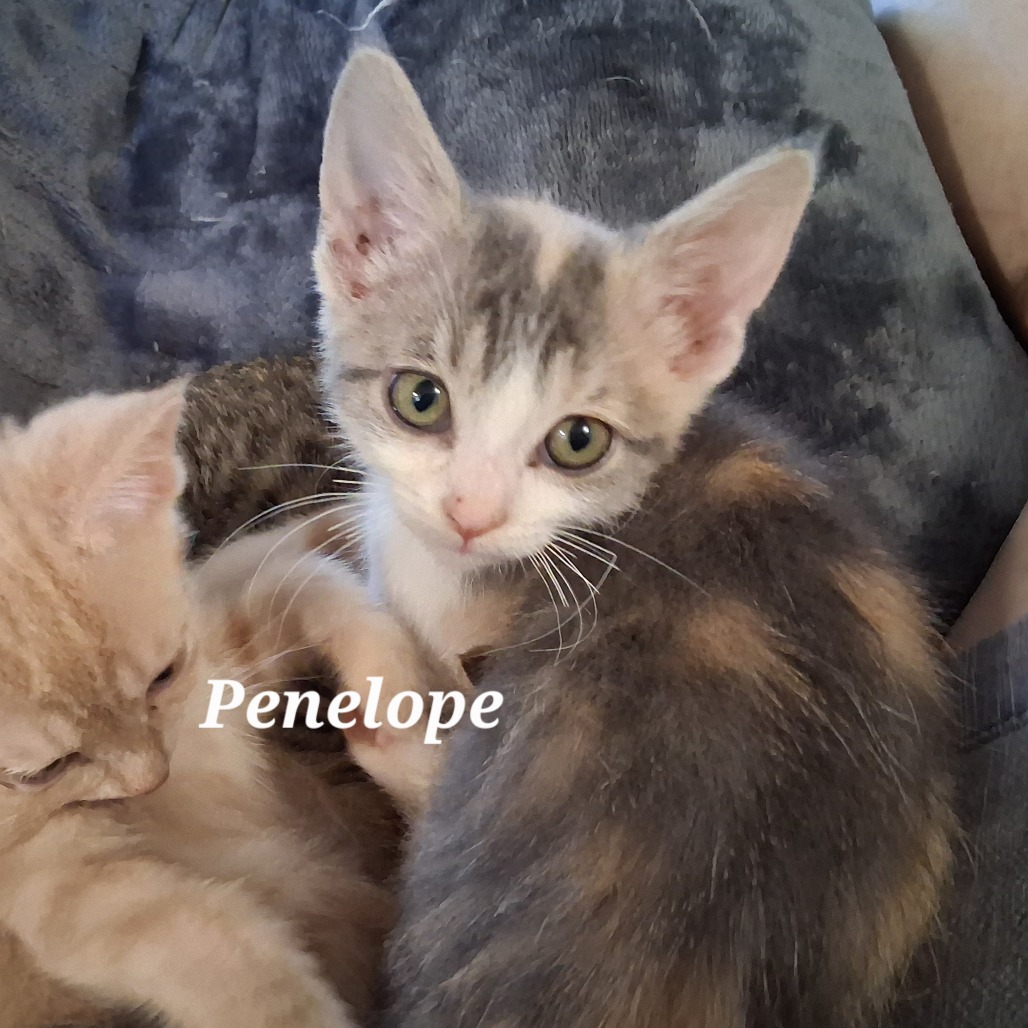 Penelope C12696