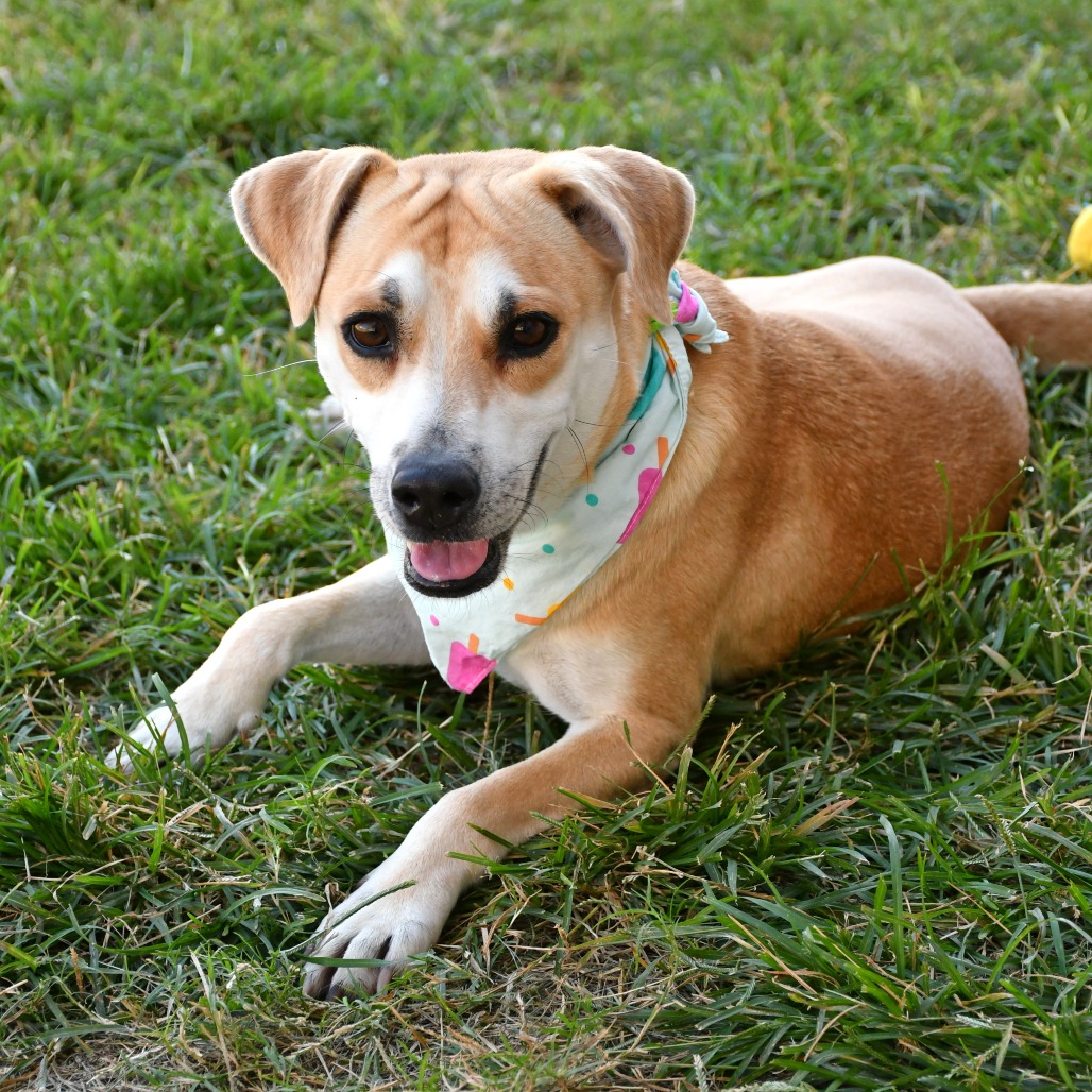 PENNY - Beagle / Retriever, Yellow Labrador available for adoption
