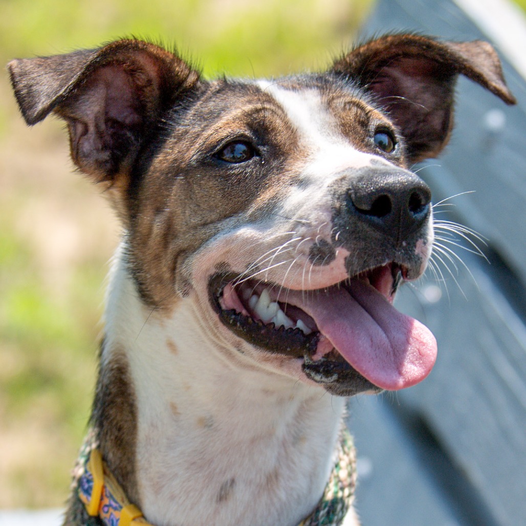 Mixed Breed