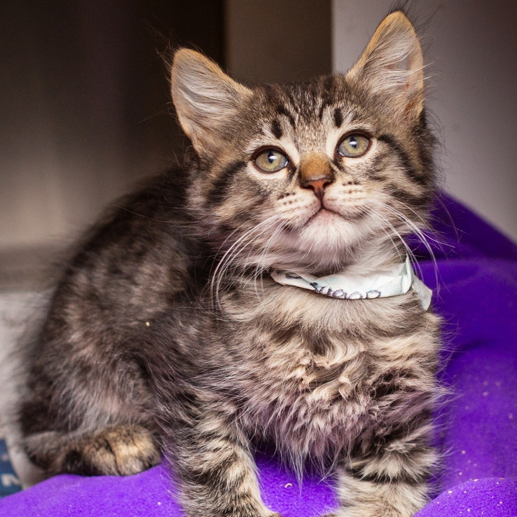 COFFEE, NO SUGAR - Domestic Medium Hair available for adoption