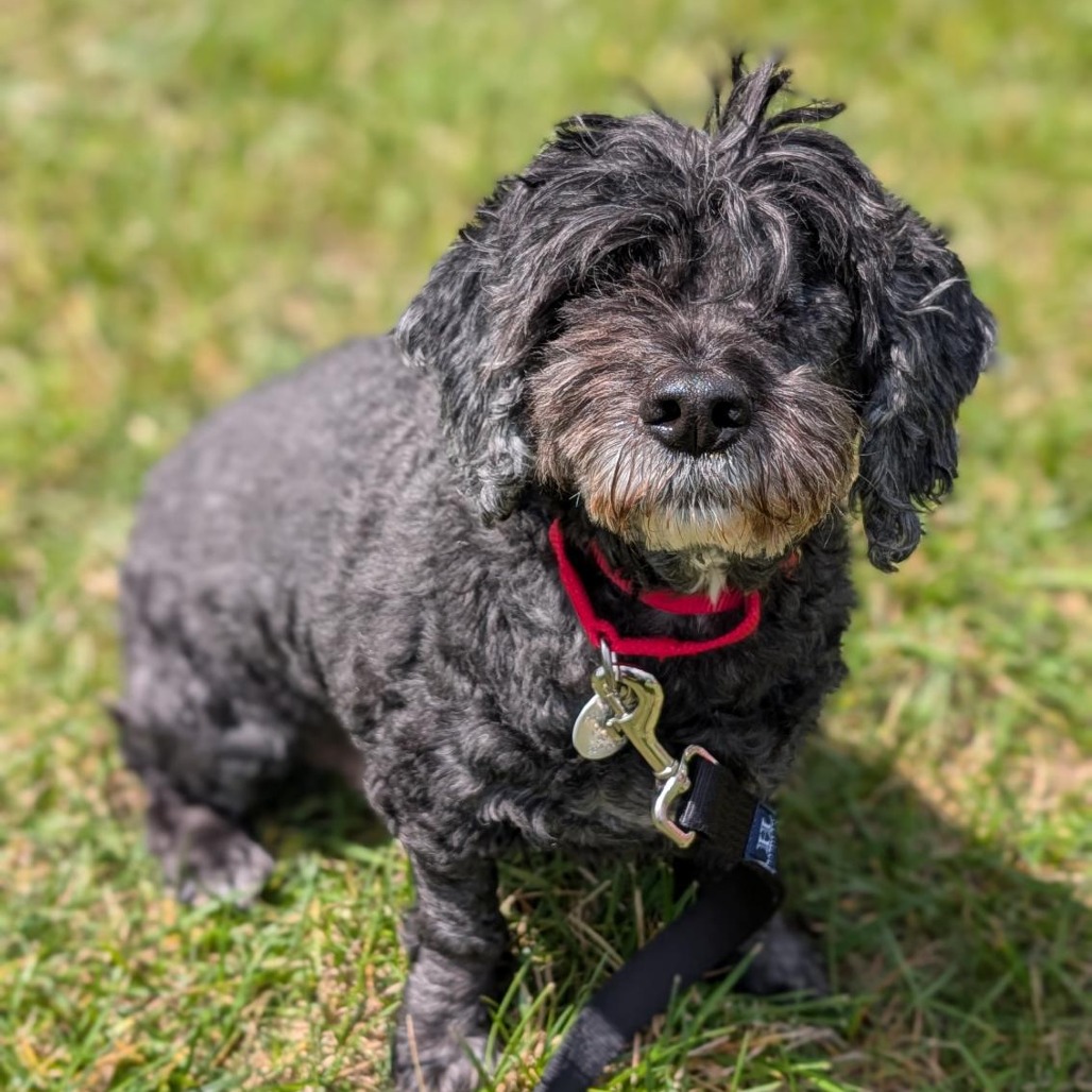HANSEL - Mixed Breed (Medium) available for adoption
