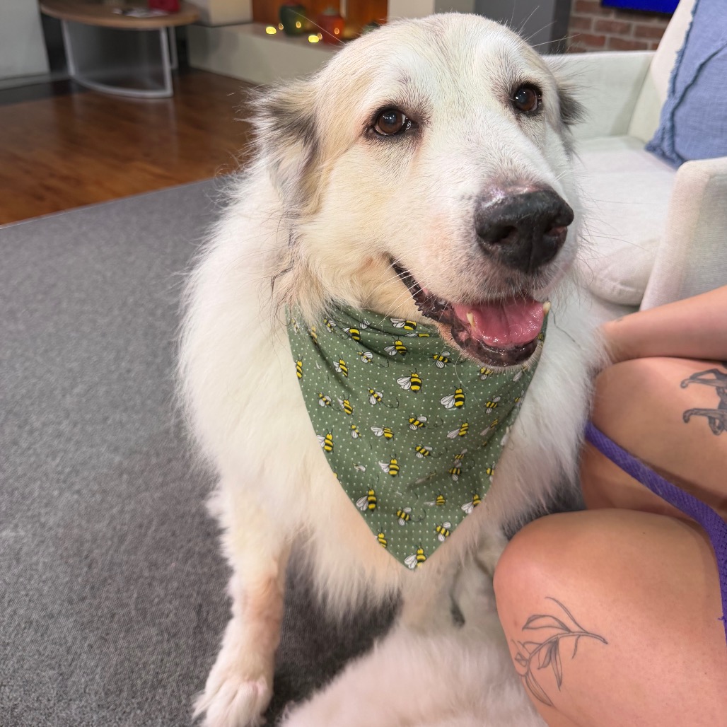 Absol, adoptable senior dog
