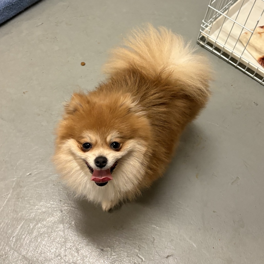 Pomeranian