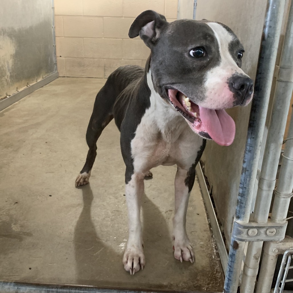ADELINE - Terrier / Pit Bull available for adoption