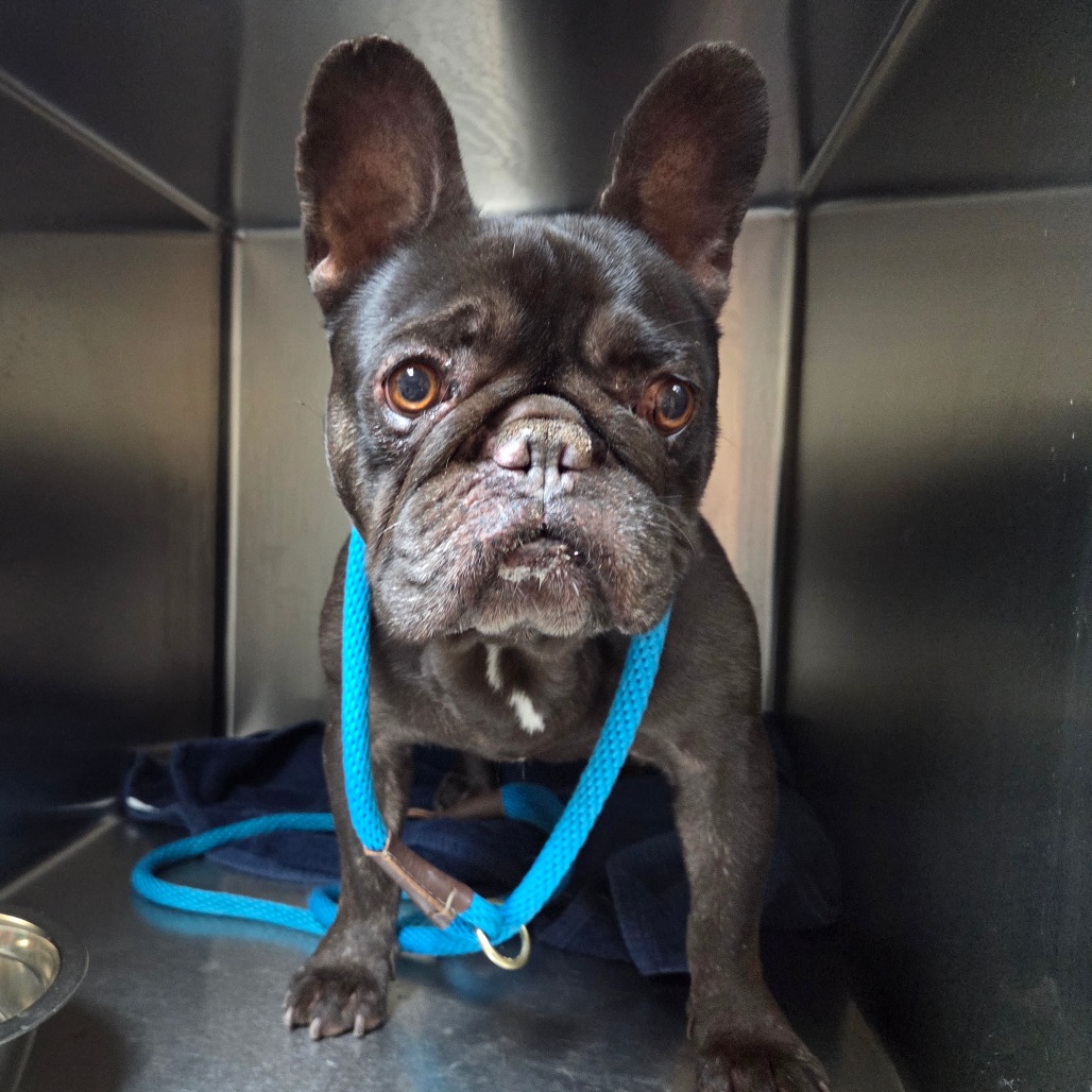 French Bulldog