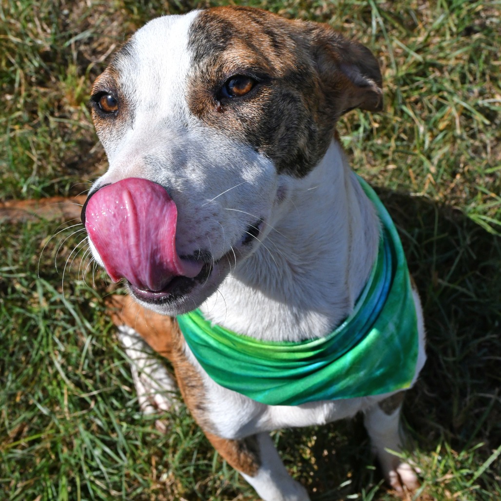 HAWKEYE - Catahoula Leopard Dog available for adoption