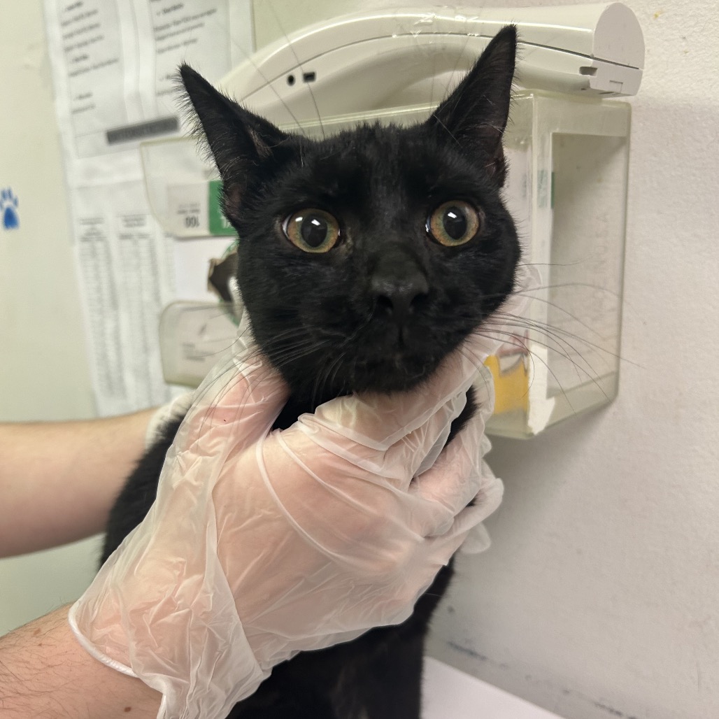 Meowchael — thumbnail 2