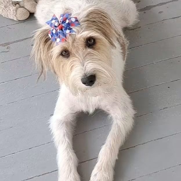 Daisy