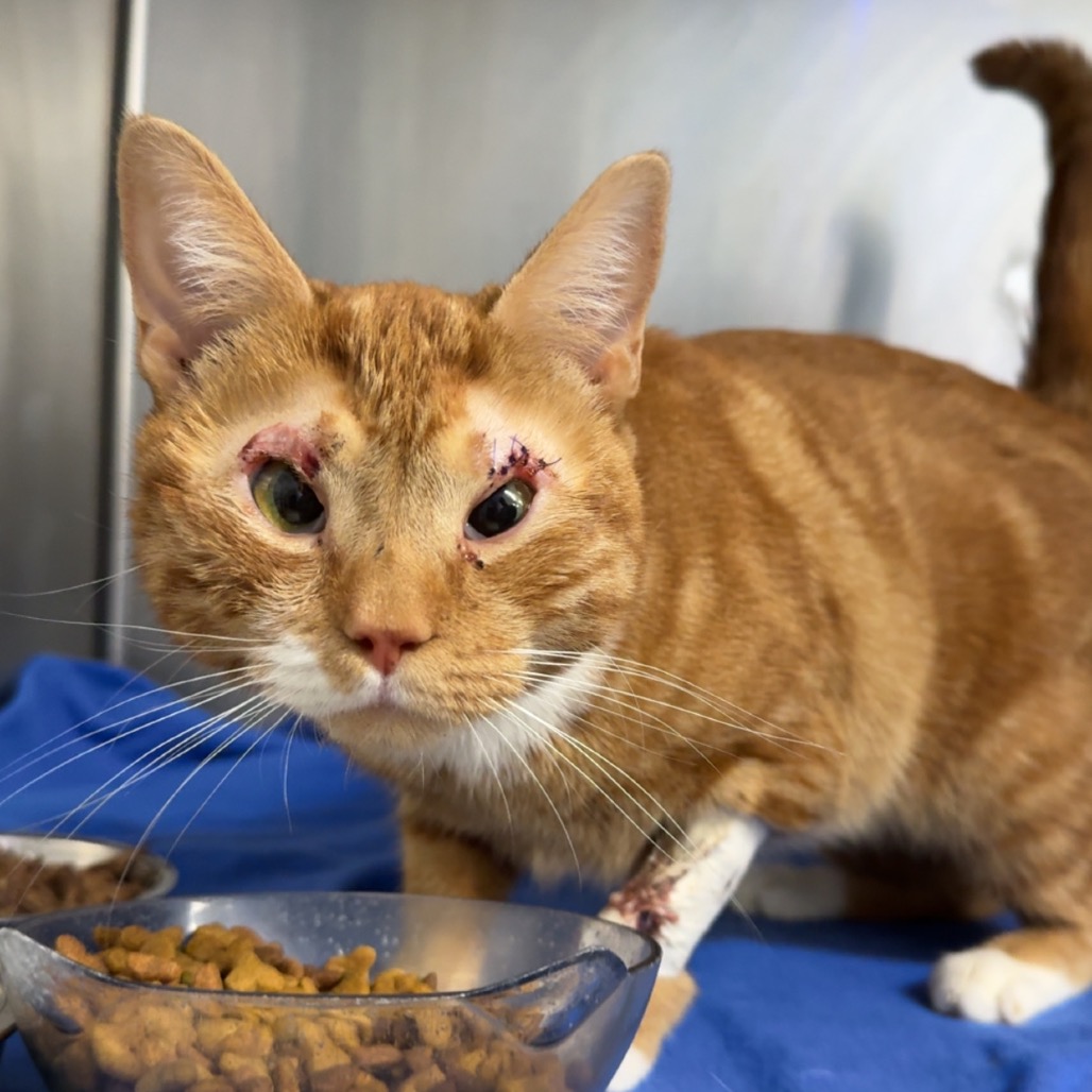 Scruff — thumbnail 3