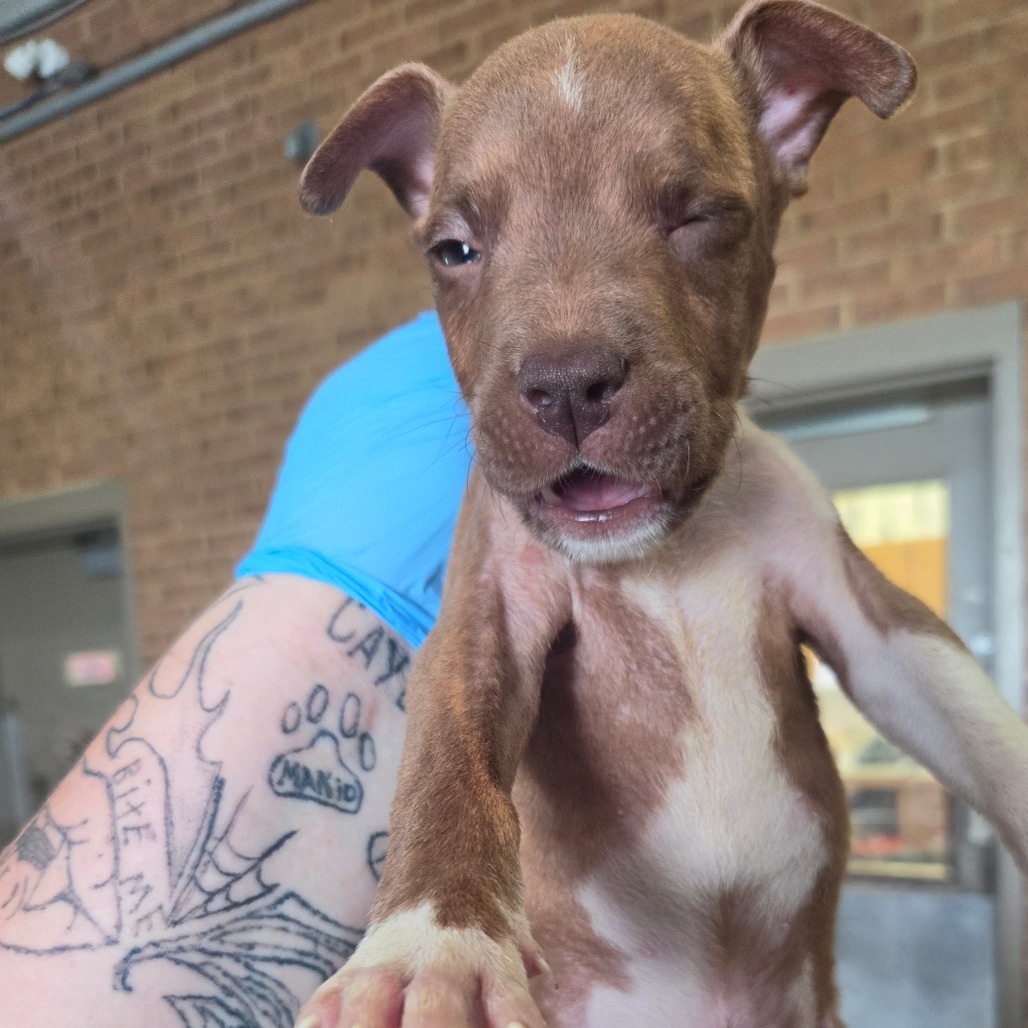 Pit Bull