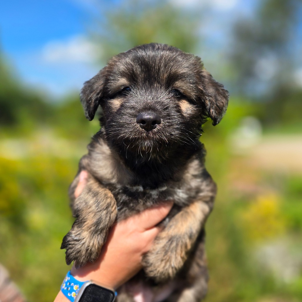 CT Ewok avail Sep 12 (Petco- Enfield, CT)