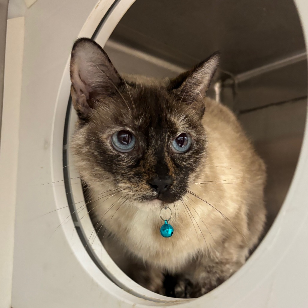 Photo of Whitney, a cat adopted from Gulf Coast Humane Society
