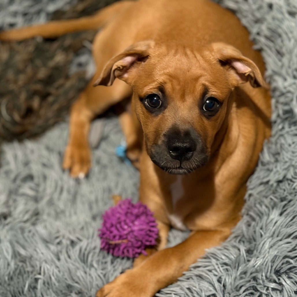 PEARLAND - Mixed Breed (Small) available for adoption