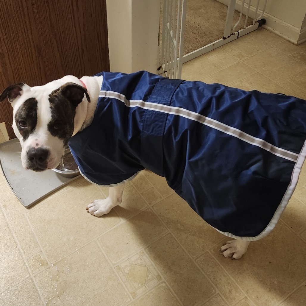 Petey, photo 13