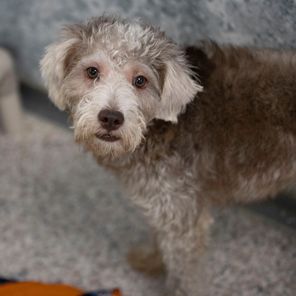 PANERA (JY26-115) - Schnauzer, Miniature / Poodle, Miniature available for adoption