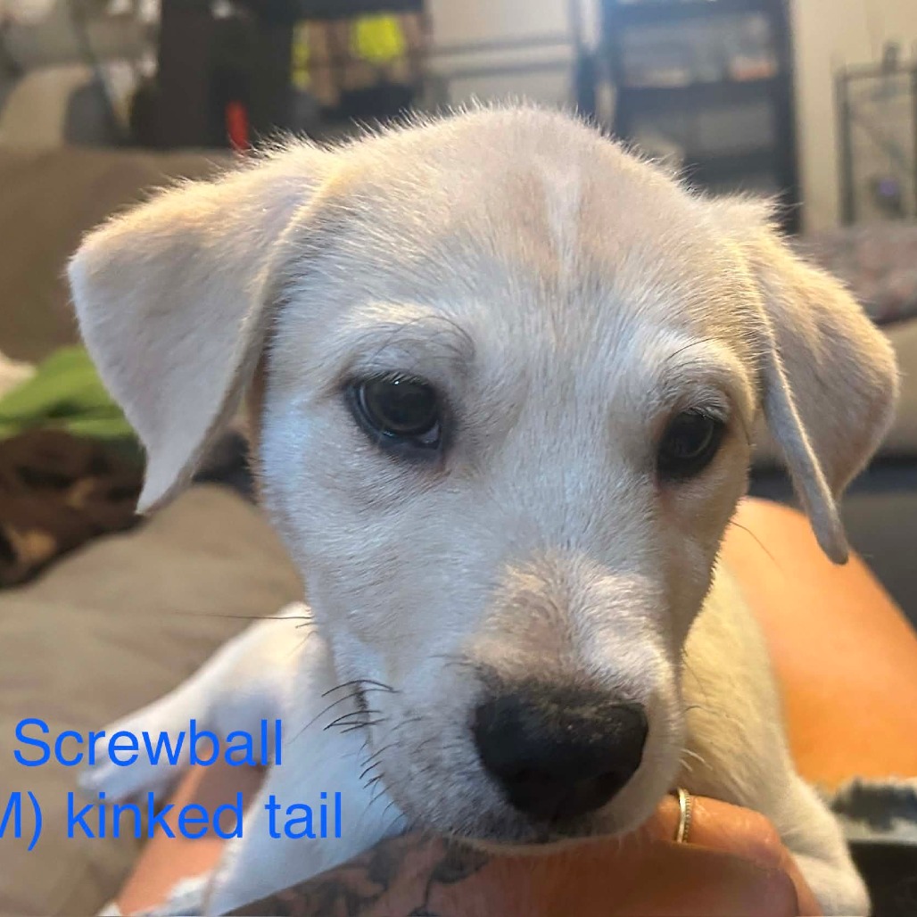 Screwball