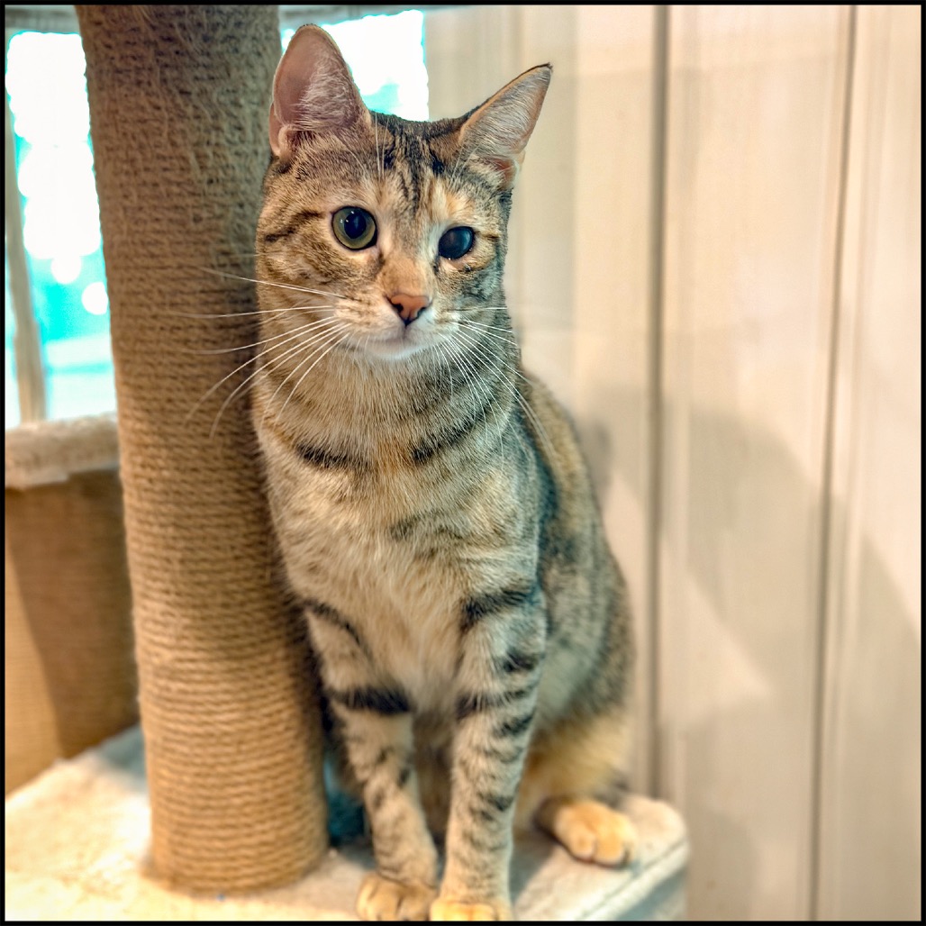 TOPH - Domestic Shorthair available for adoption