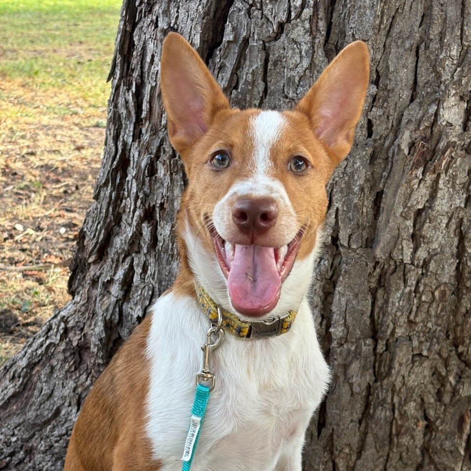 Ollie, photo 19