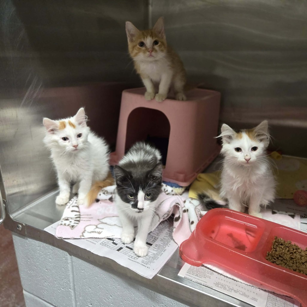 BUBLY - Domestic Medium Hair available for adoption