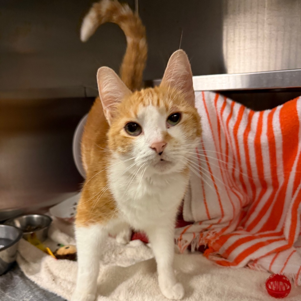 Photo of Cheeto